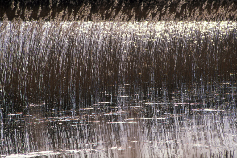 Etang de Saint-Vio. Tréguennec Février 2005