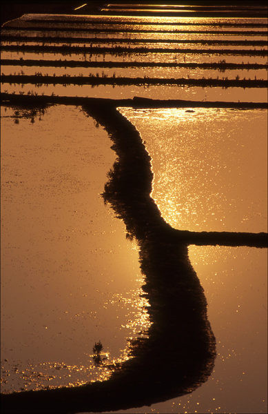 Marais salants de Guérande. Loire-Atlantique Septembre 1999